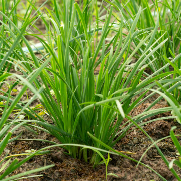 Garlic Chive Seeds